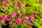 Falkland Islands, West Point Island. Close-up of flowers. Art Print